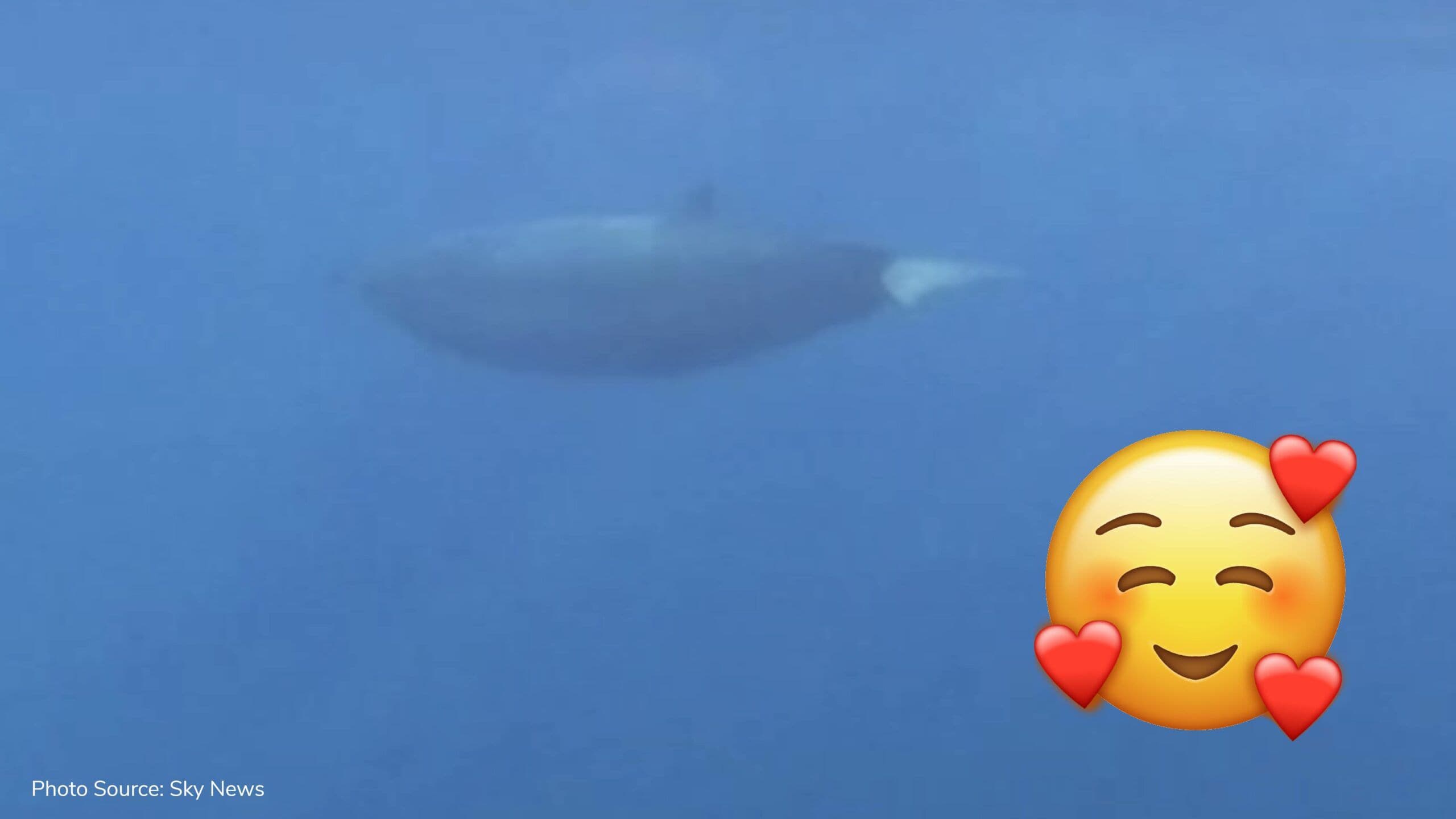 Potential new species of whale spotted off Mexico coast