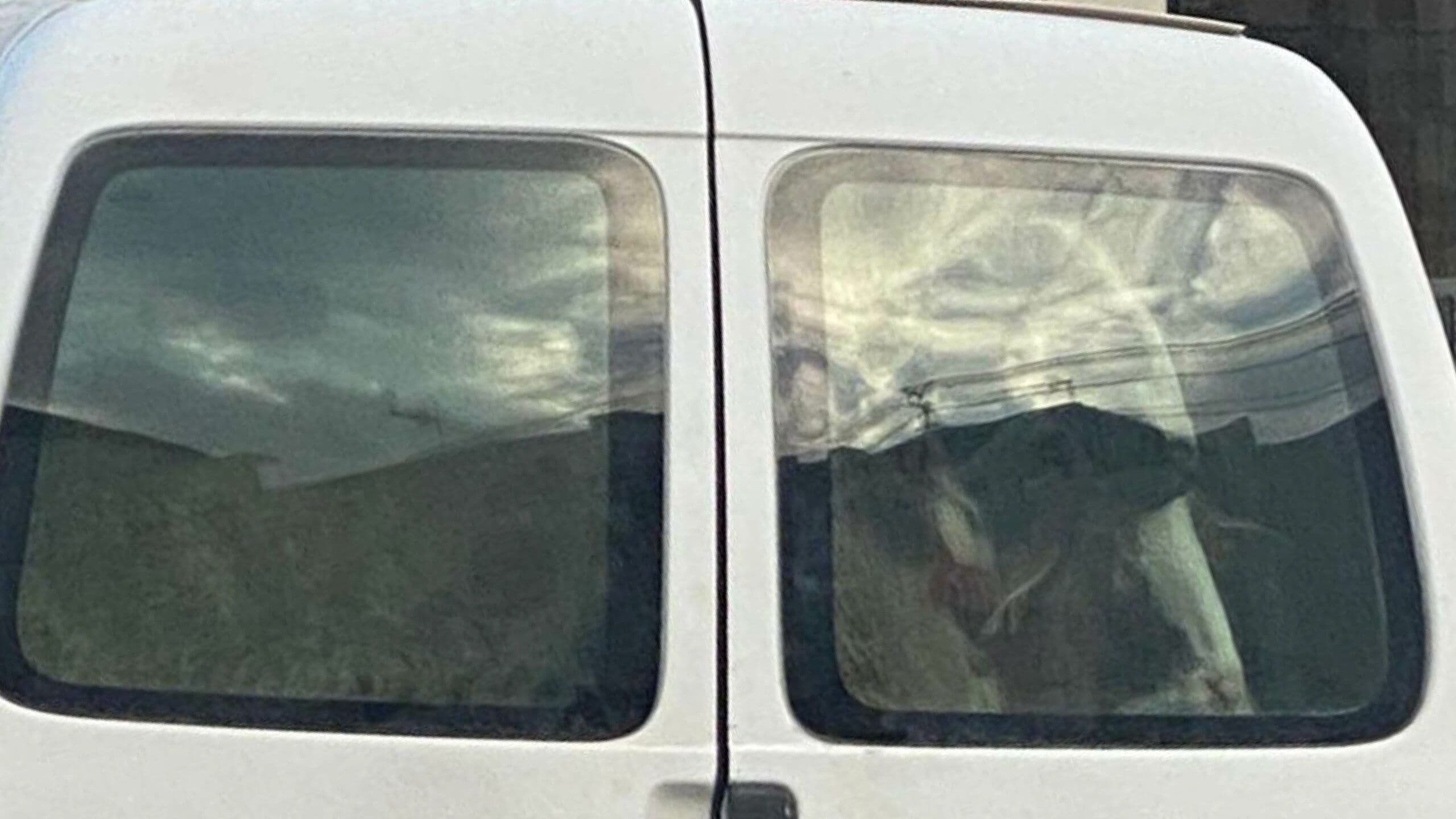 Livestock spotted in back of van