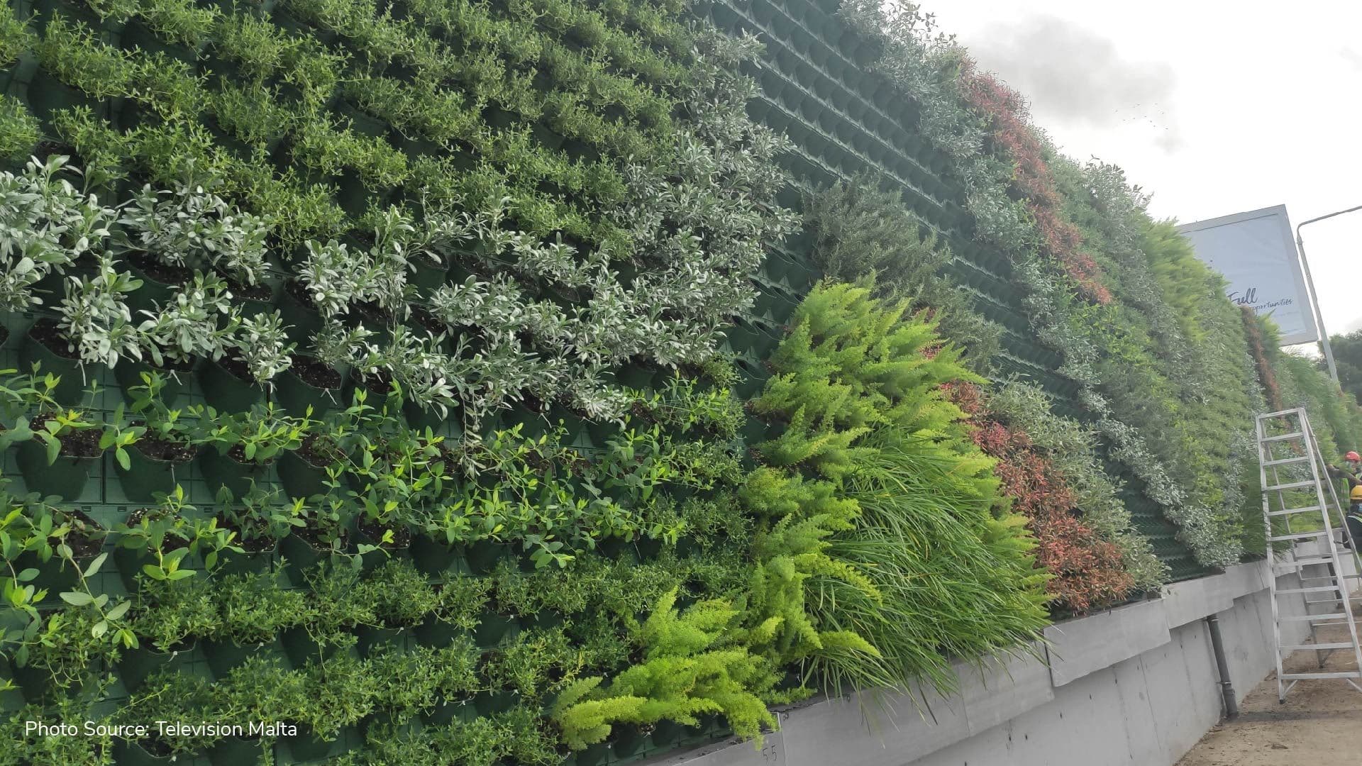 350m green wall inaugurated in St. Venera