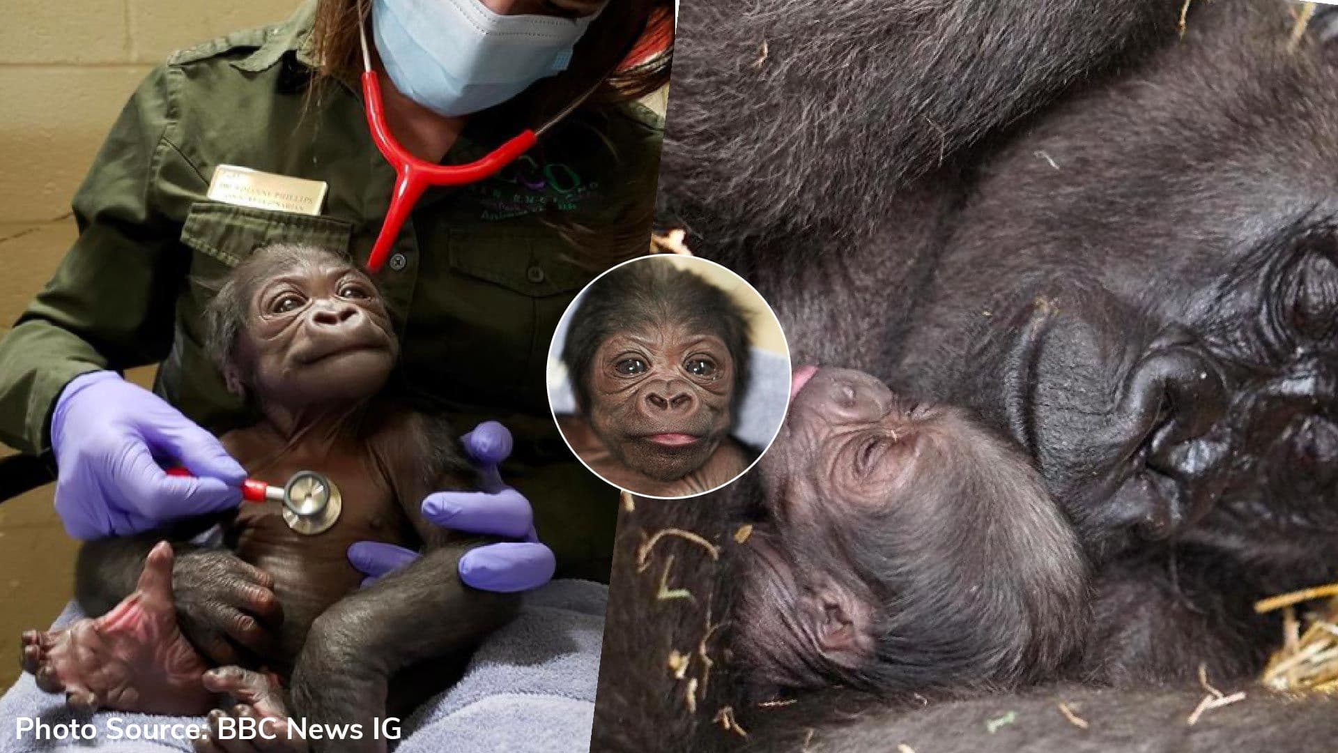 Baby Gorilla born in Boston zoo