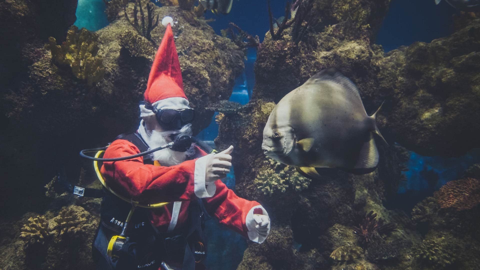Santa Claus spotted swimming at Malta National Aquarium