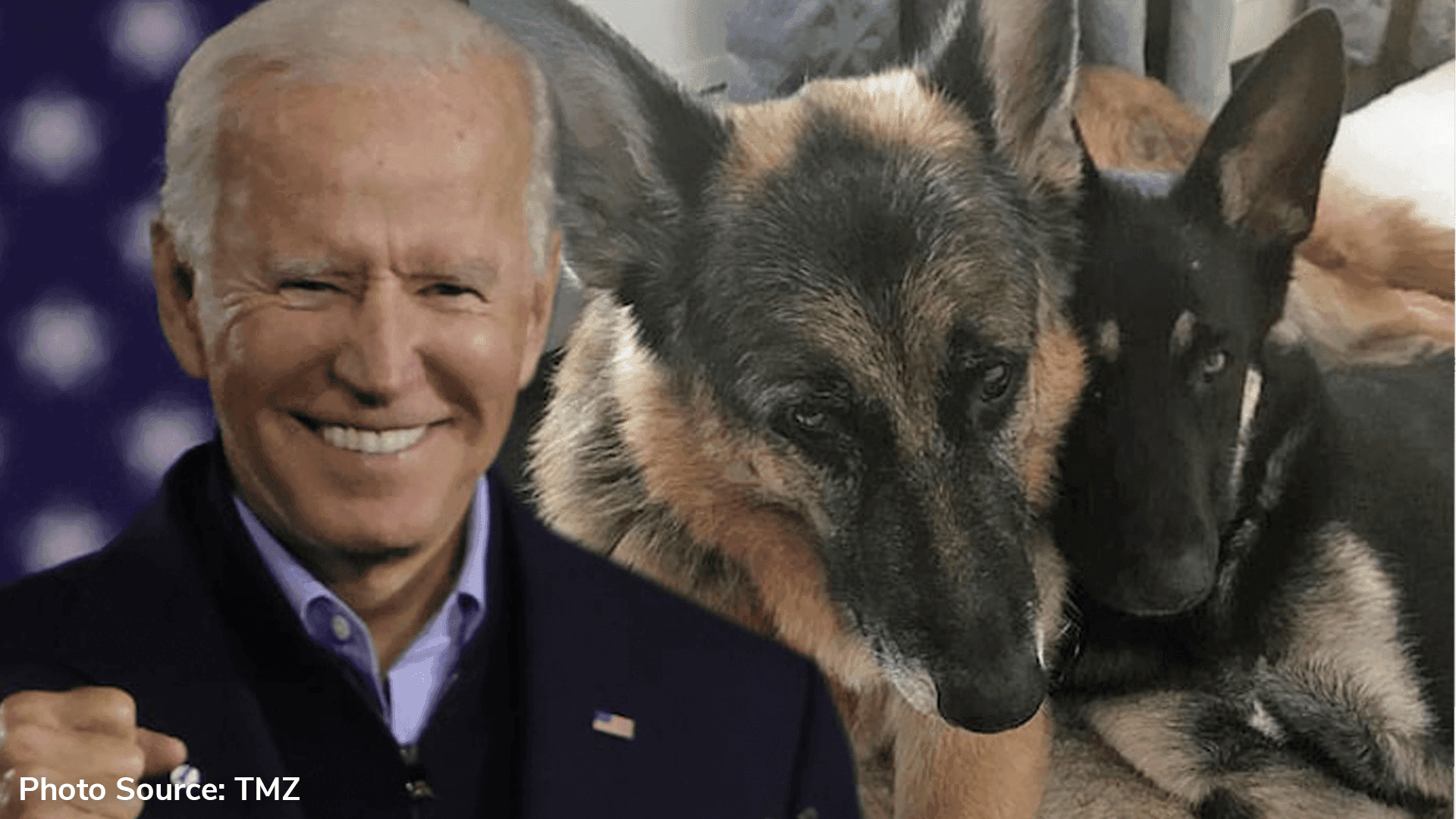 Joe Biden’s Dogs have their own Social Media Accounts