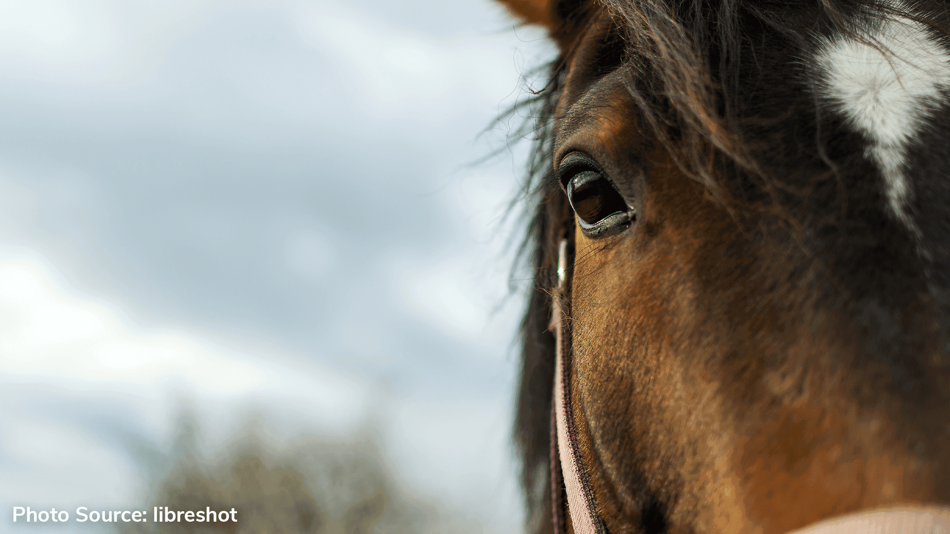 Man grievously injured after being hit by a horse in Siġġiewi