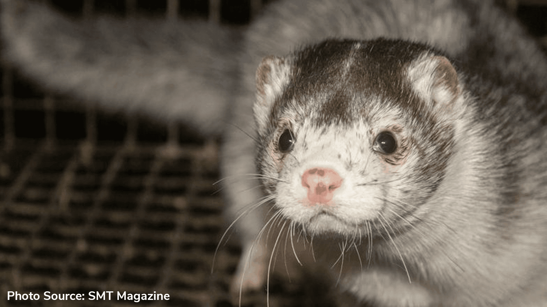 A mutant type of coronavirus found in Danish mink and 214 individuals have been infected by it