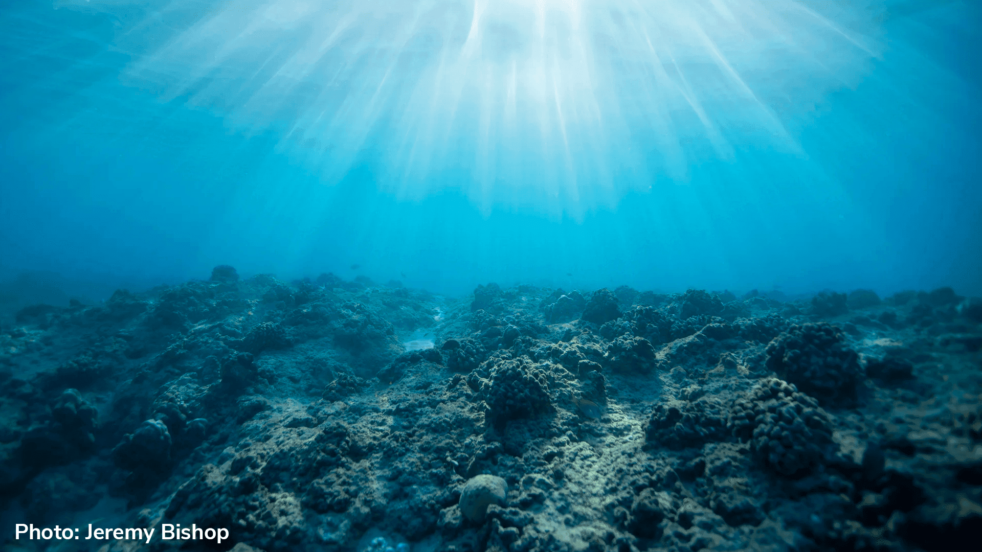 The great barrier reef has lost half its coral within 3 decades