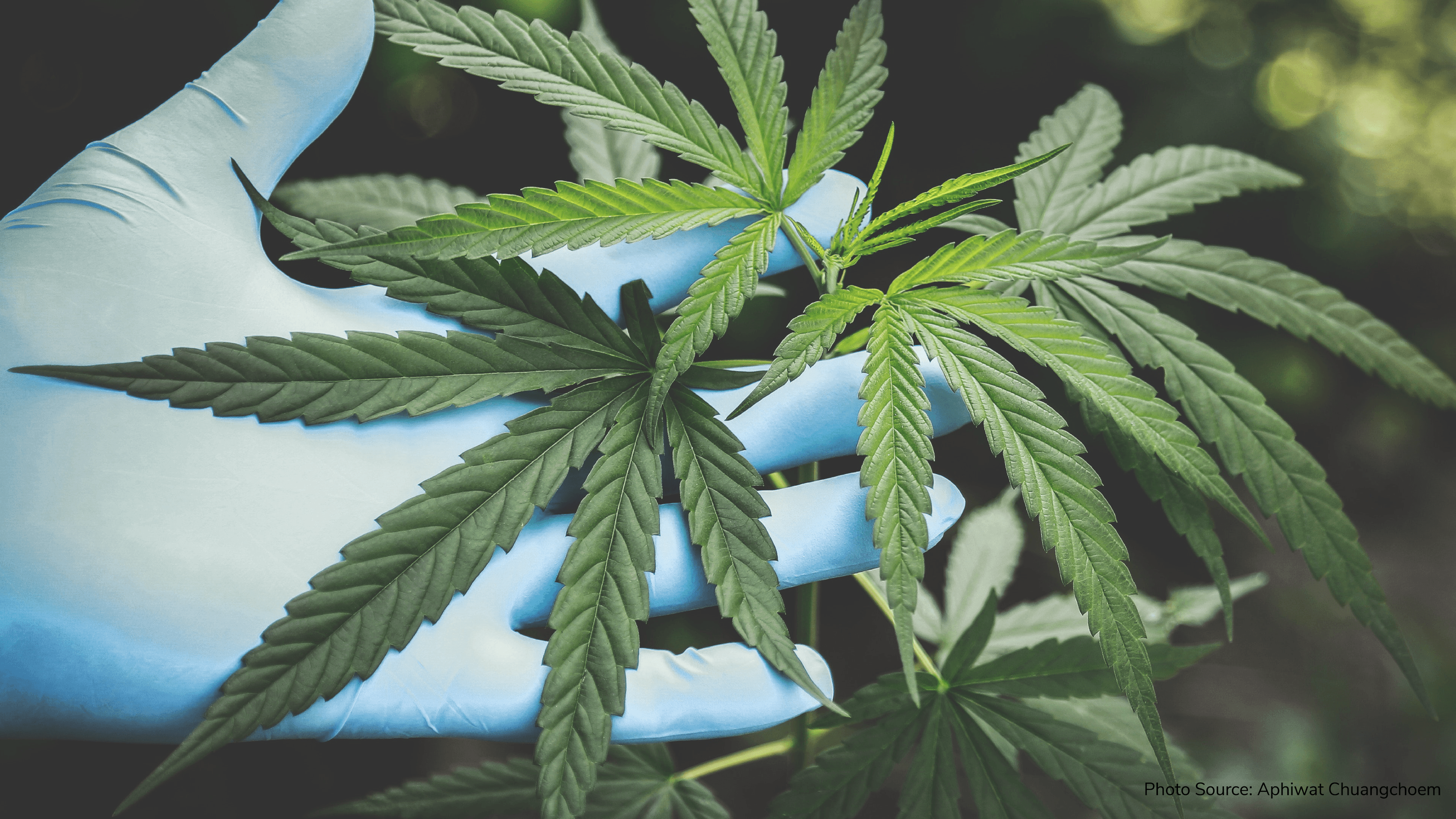 United Nations have officially removed Marijuana from the international list of Dangerous Drugs