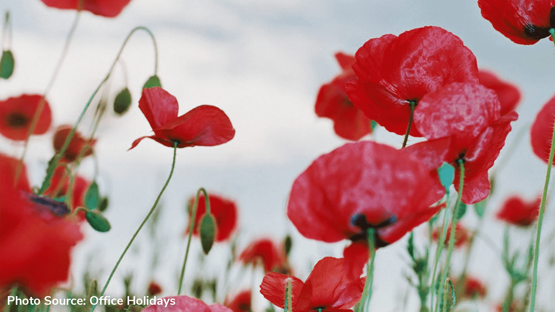 Today, Wednesday 11th November, we celebrate Remembrance Day