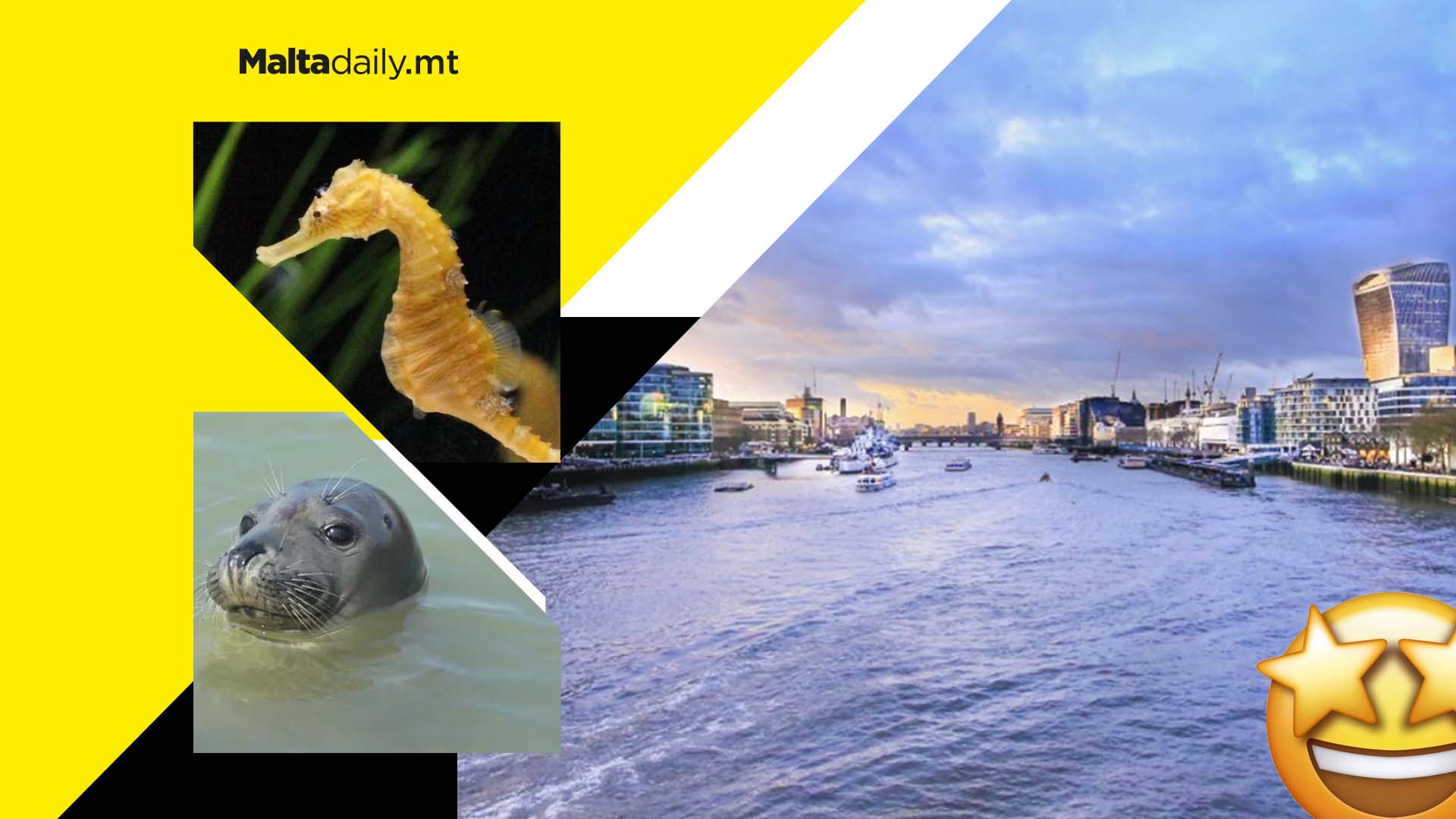 River Thames full of marine life after pronounced biologically dead