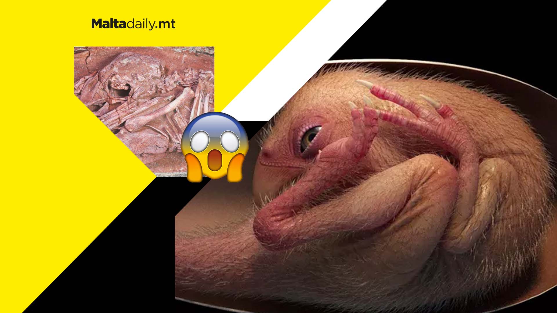 A perfectly preserved baby dinosaur fossil was discovered curled up inside an egg