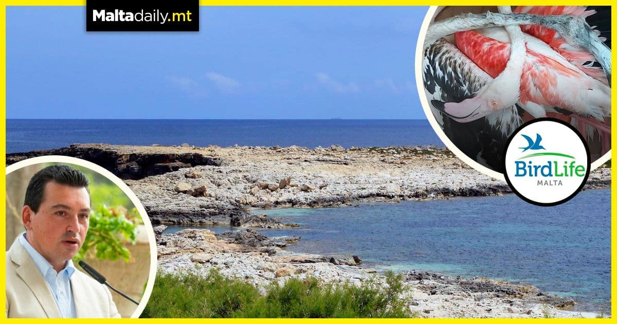 Qawra Point to become no-hunt zone after four flamingos shot dead