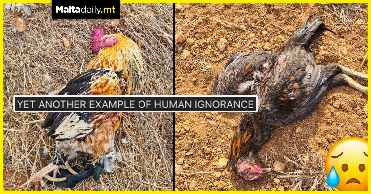 Over 30 birds in private field brutalised by dogs