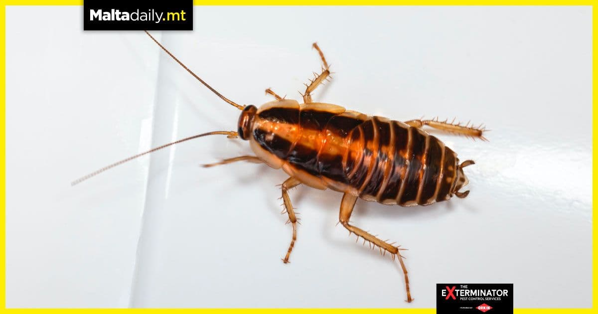 Read this if you’re afraid of pests