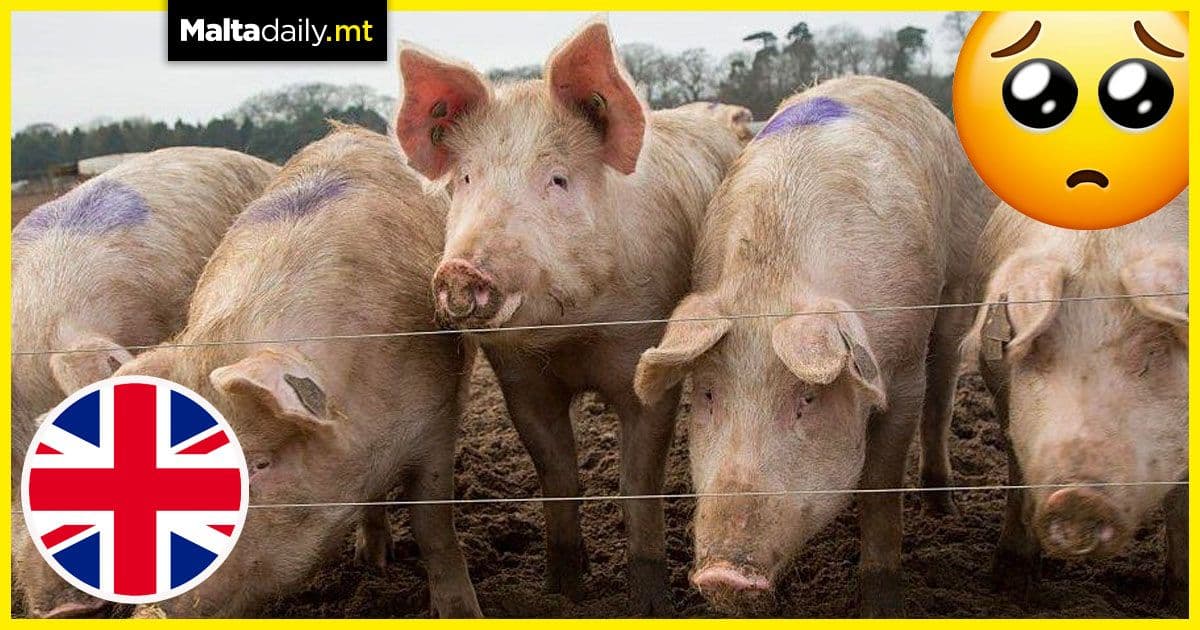 100,000 pigs set to be ‘destroyed’ due to worker shortage post-Brexit