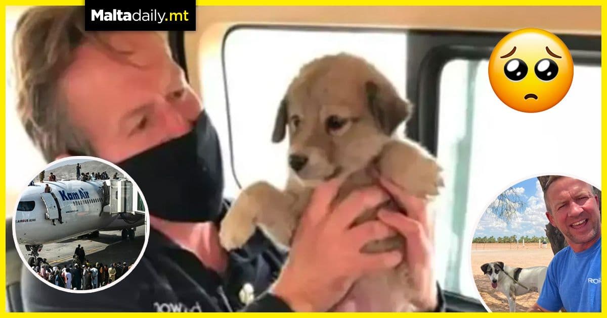 Former soldier to rescue 200 dogs and cats from Afghanistan