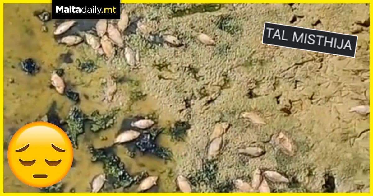 Chadwick Lakes becomes fish graveyard as water evaporates