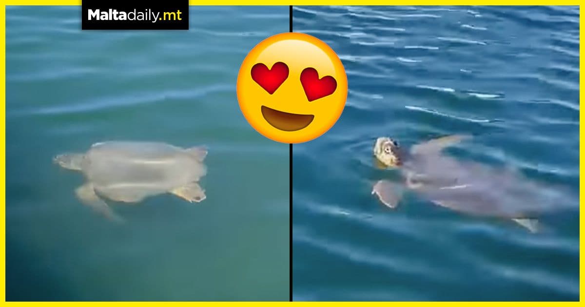 WATCH: Diana the turtle garners local media fame