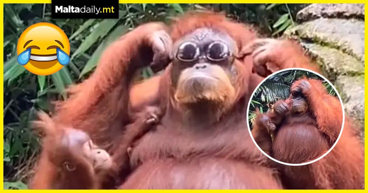 WATCH: Orangutan rocks sunglasses dropped in its enclosure
