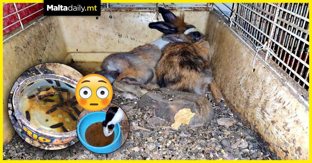 “How is this place still open?” Animal activists call out Gzira Duck Village