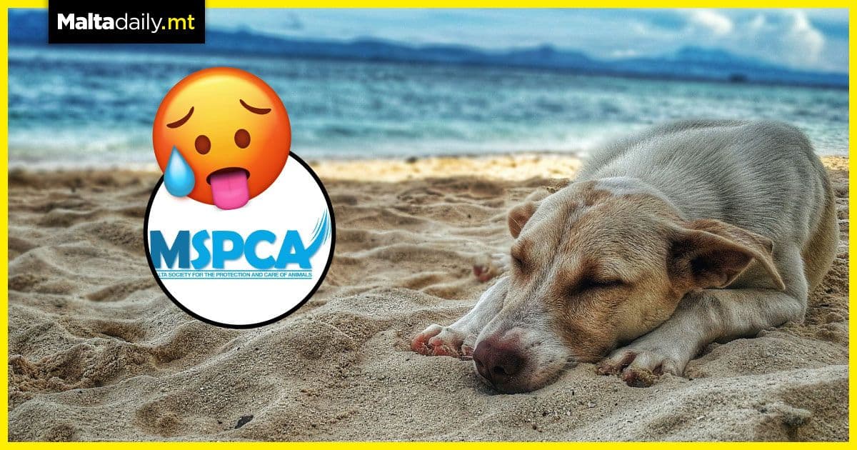 Animal Protection Society calls for caution during hot summer months