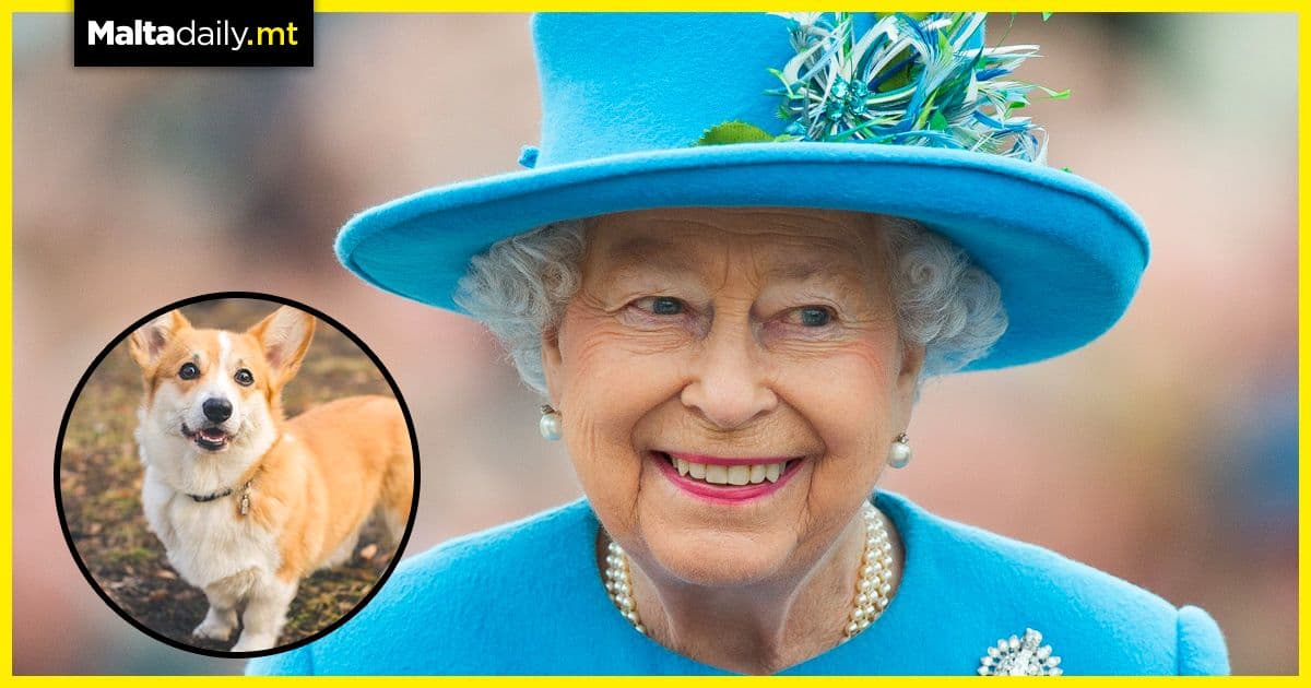 New corgi puppy for Queen Elizabeth after death of dog Fergus