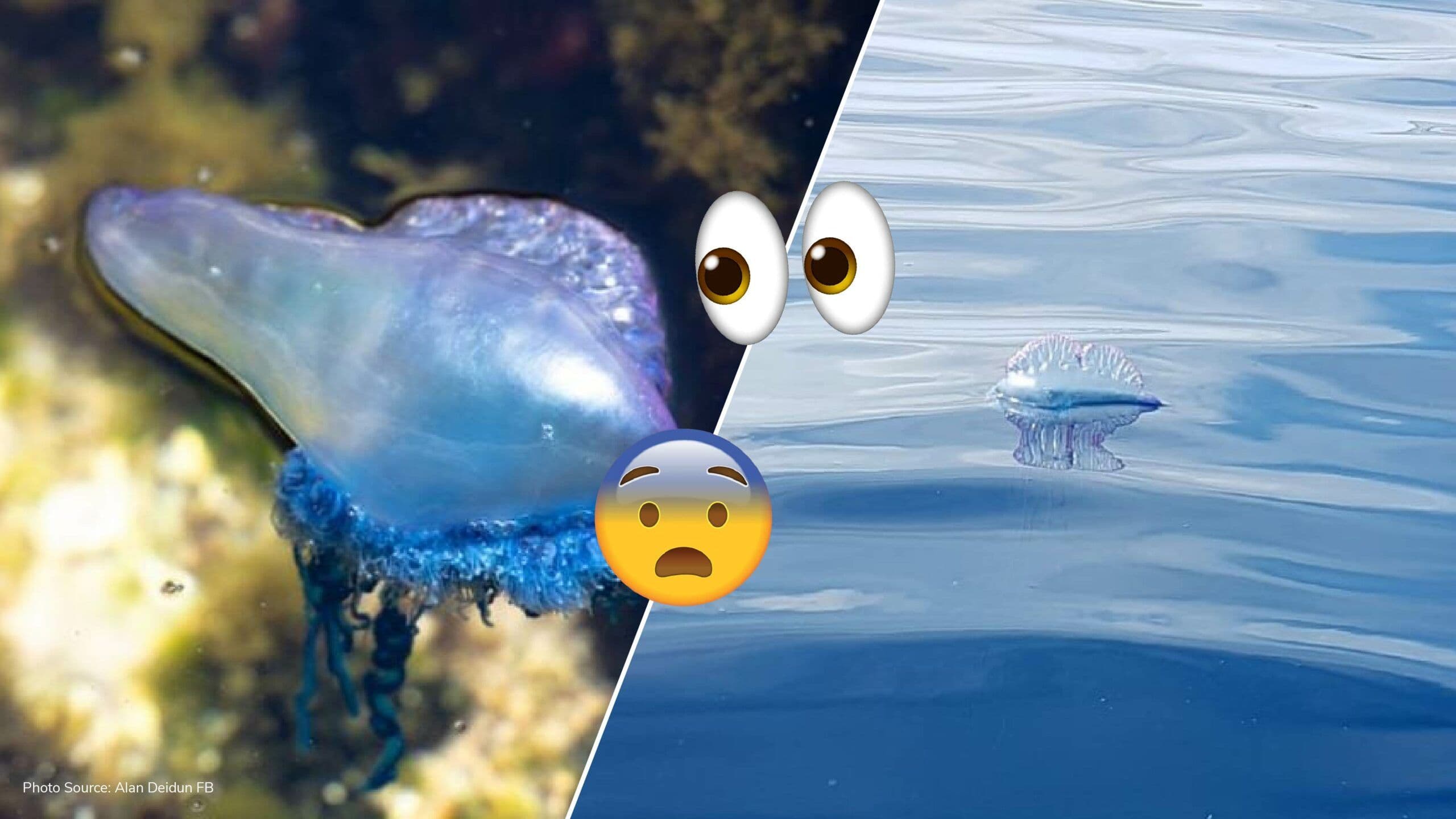 Portuguese Man ‘O War jellyfish spotted along southern coast of Malta