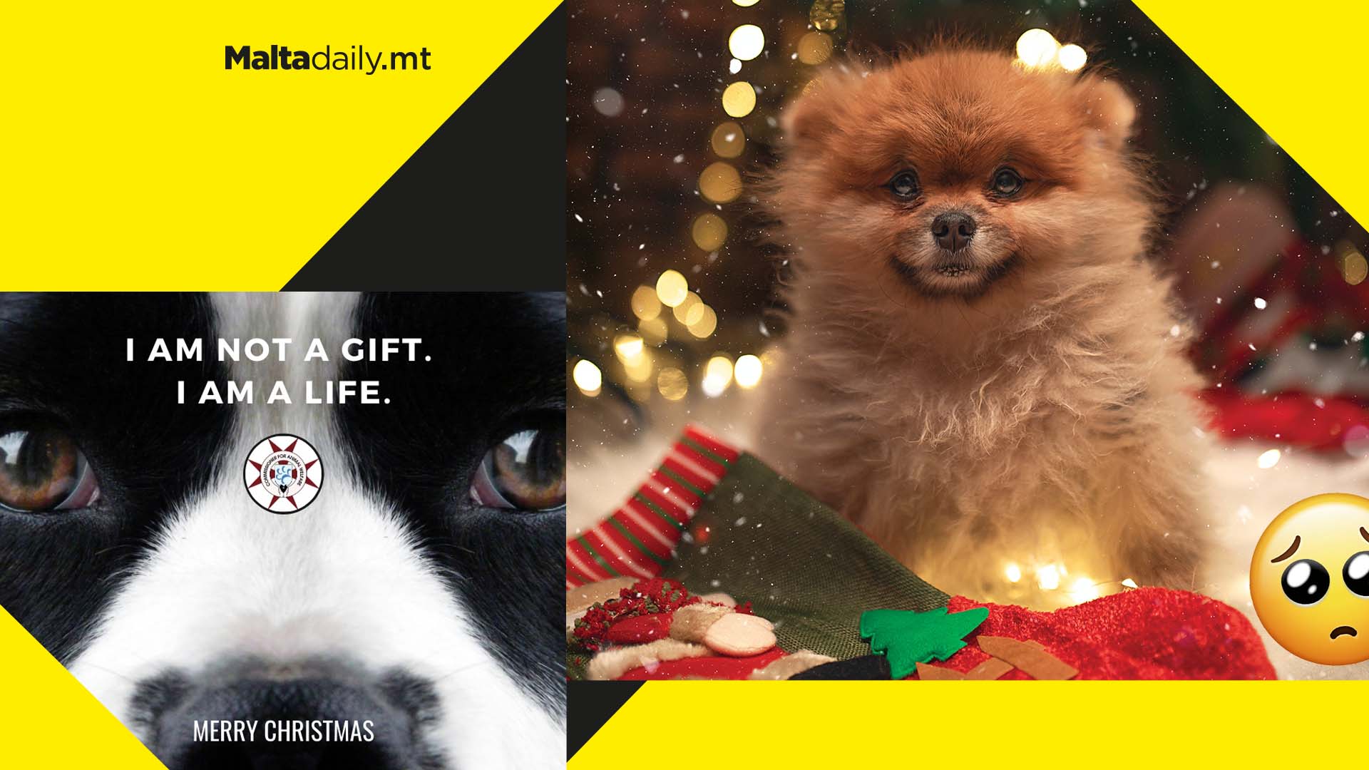 Animals should not be given as Christmas presents, Animal Welfare warns