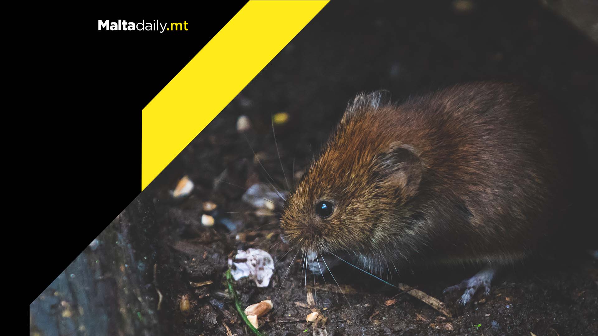 Zabbar residents face rat infestation due to trash-ridden field