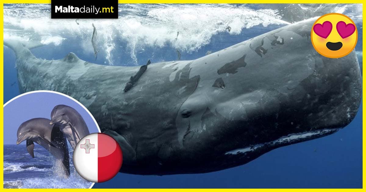 Strong presence of dolphins and whales in Maltese waters