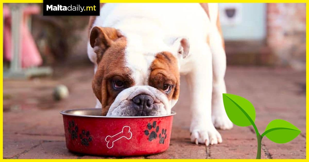 UK dog owners could get jail time if they put pets on vegetarian diets