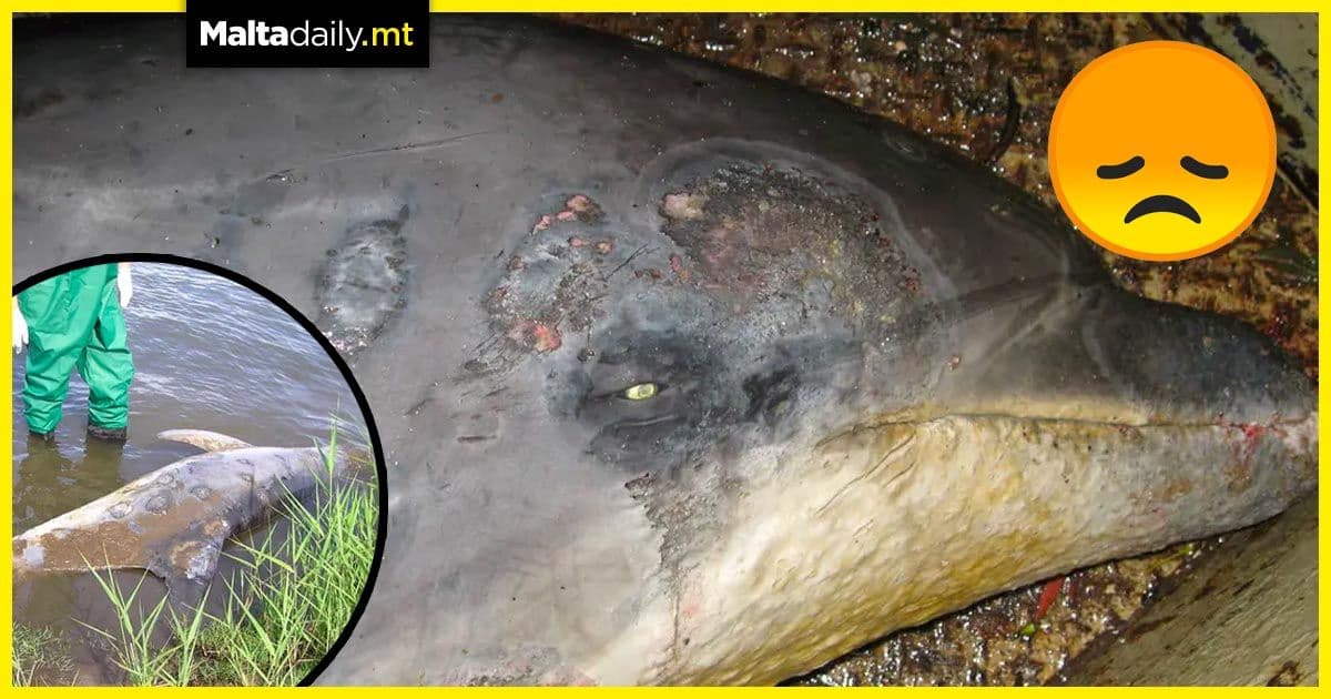 Dolphins are dying due to a fatal skin disease linked to climate crisis