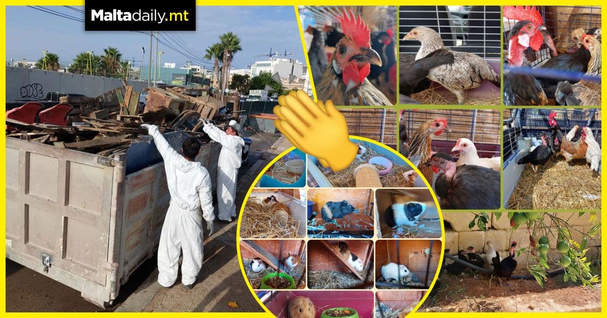 15 chickens and 18 guinea pigs have been saved from Gzira’s Duck Village so far