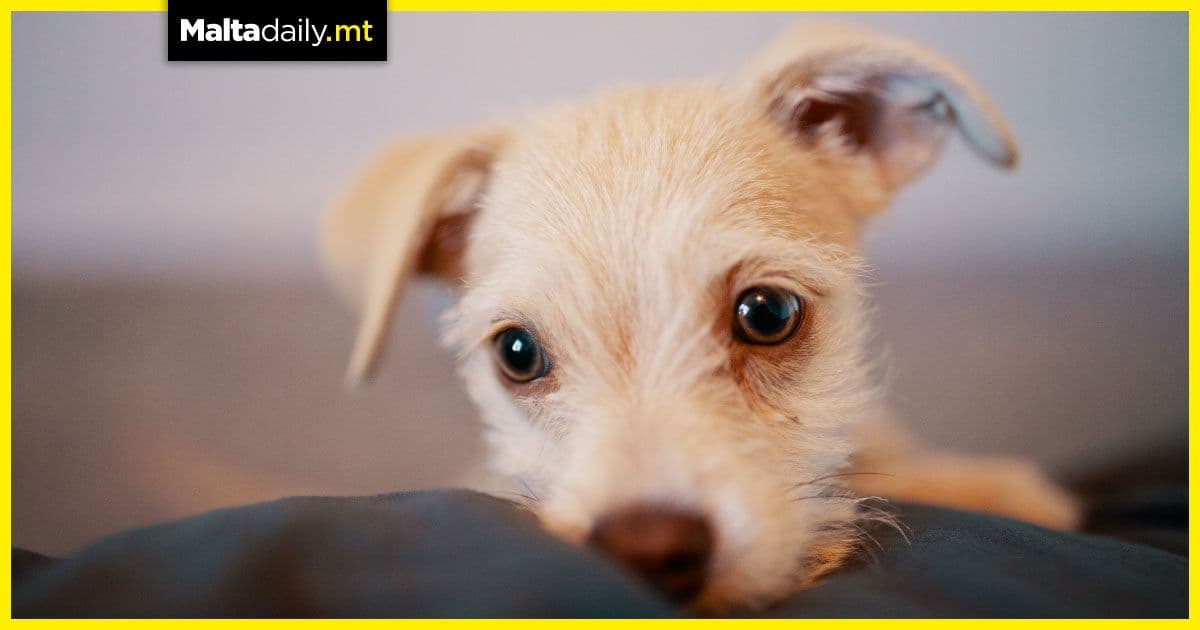 These are some of the benefits of having a dog