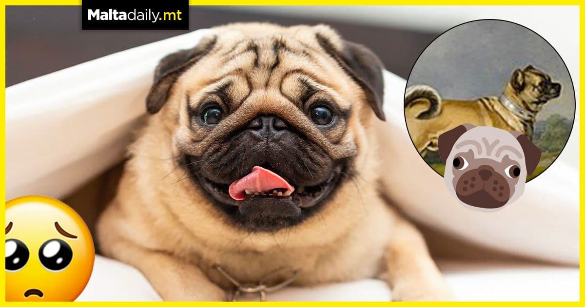 Pugs: A human’s best friend since 400 BC