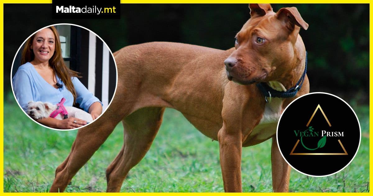 Dog euthanasia case investigated by Animal Welfare Commissioner