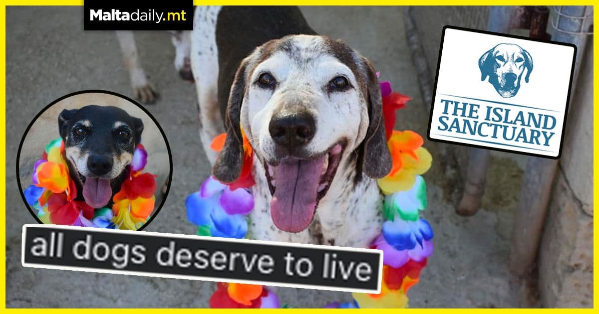 ‘All dogs deserve to live’ say Island Shelter Malta in reassuring post
