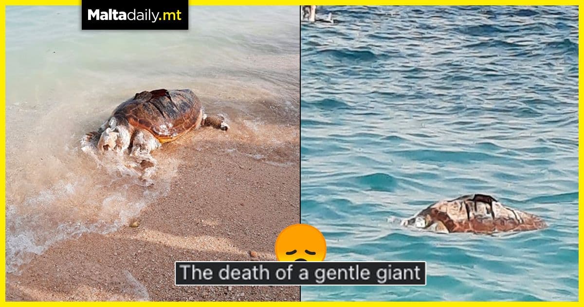 Turtle surfaces dead after being hit by boat