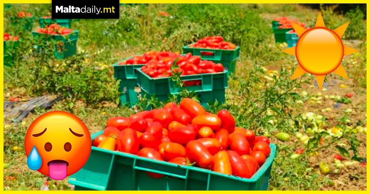 Crop-killing heatwave leaves farmers devastated