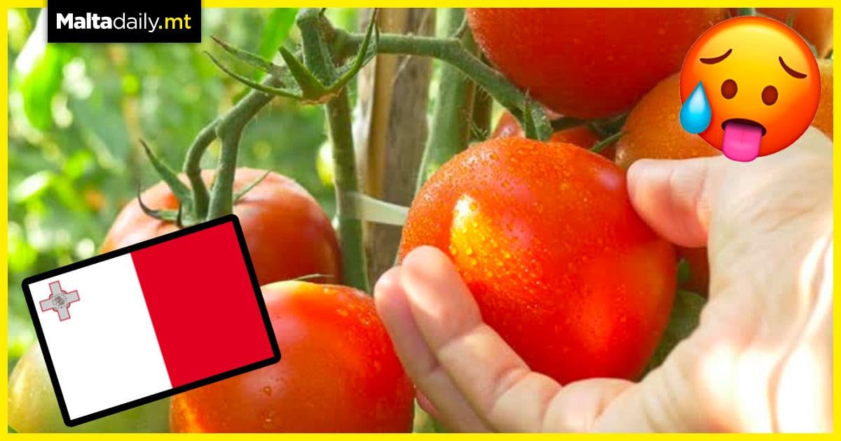 Tomatoes: perfect no-cook food for Malta’s heatwaves