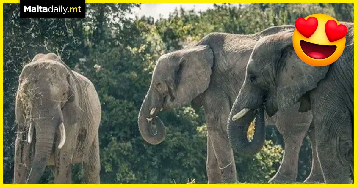 13 elephants travelling to Africa from UK park in first re-wilding project