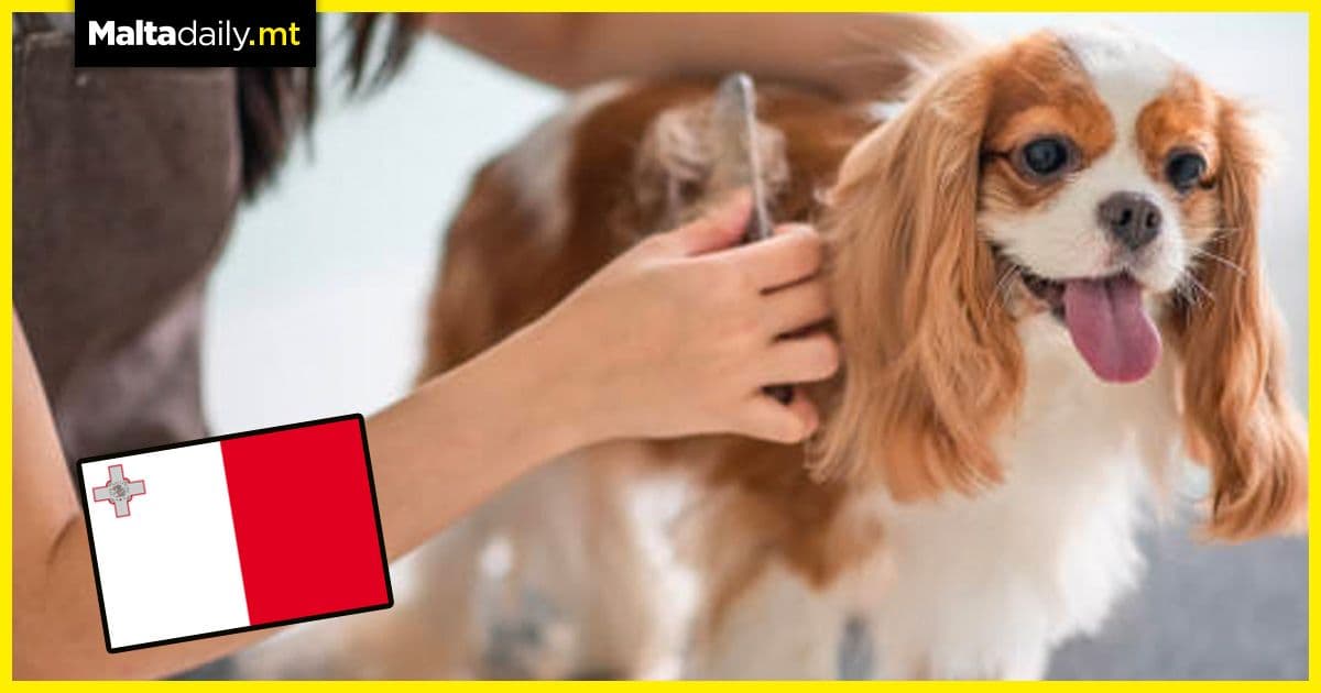 Regulation for pet groomers in the works