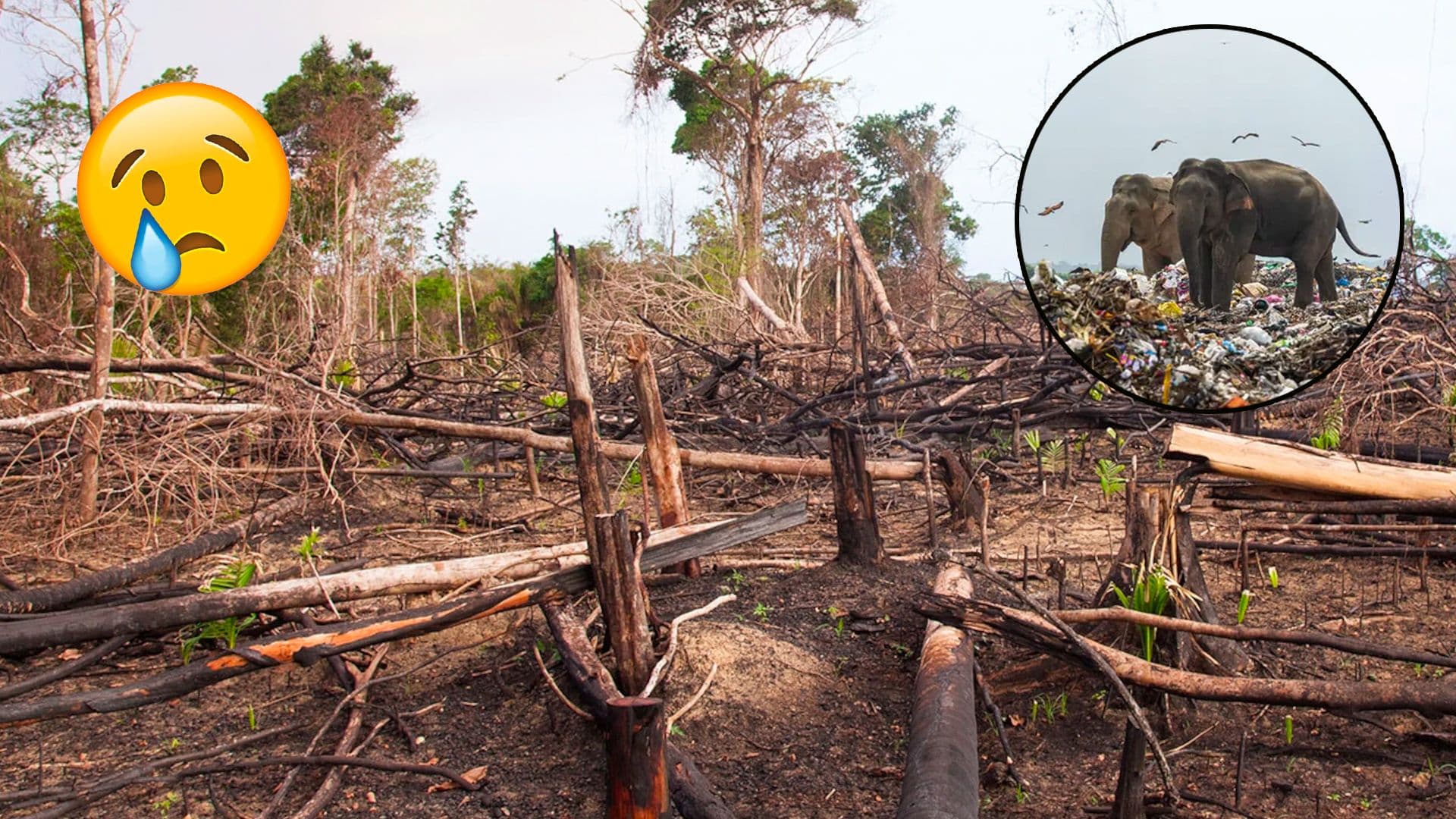 Only 3% of Earth’s habitats left undisturbed