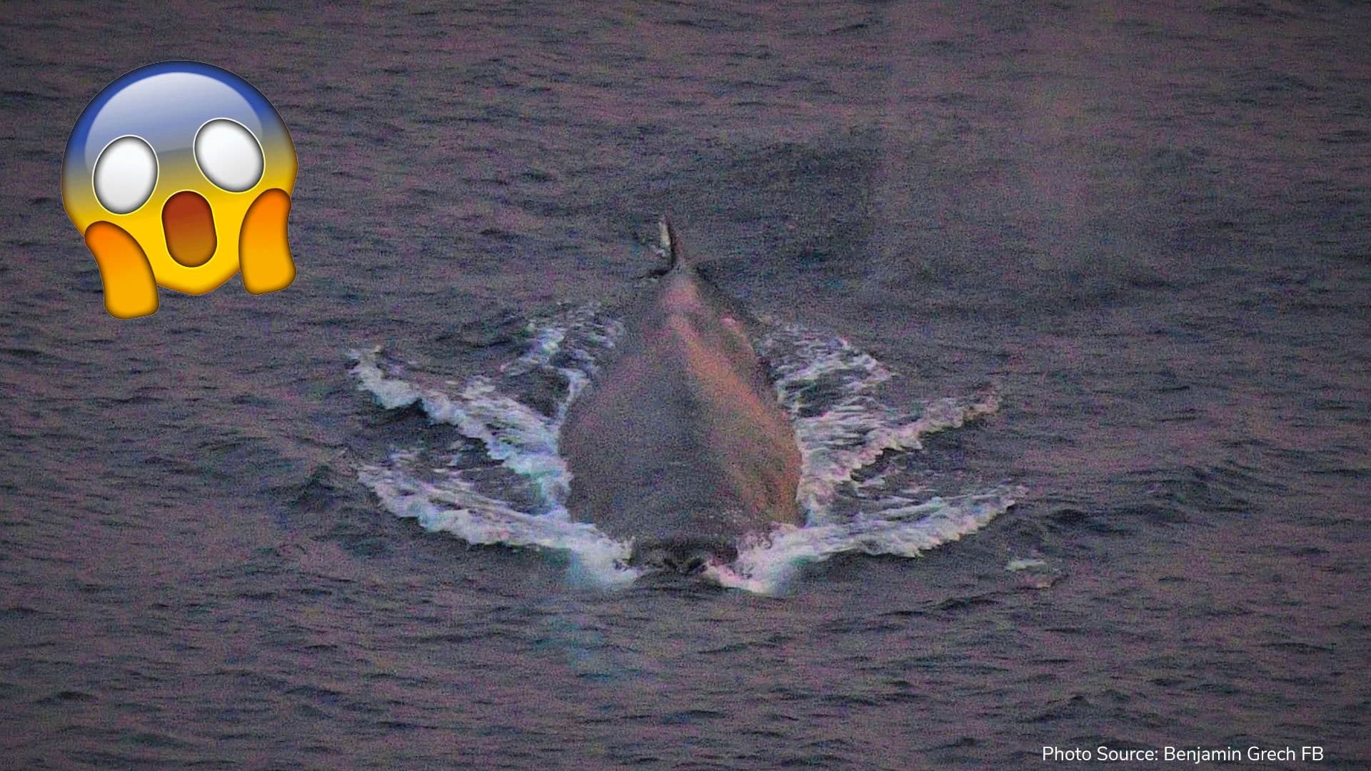 Whale spotted off the coast of Gozo