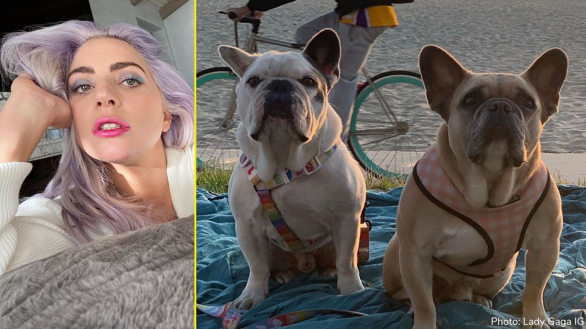 Lady Gaga’s stolen dogs safely recovered