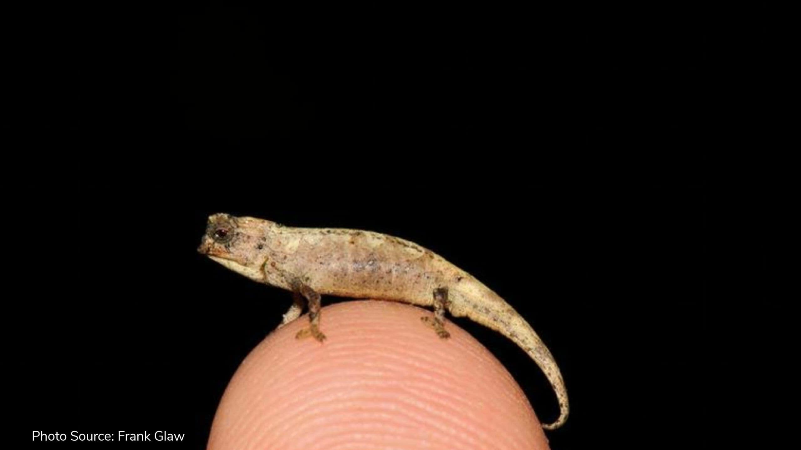 Madagascar seed-sized Chameleon may be world’s smallest reptile