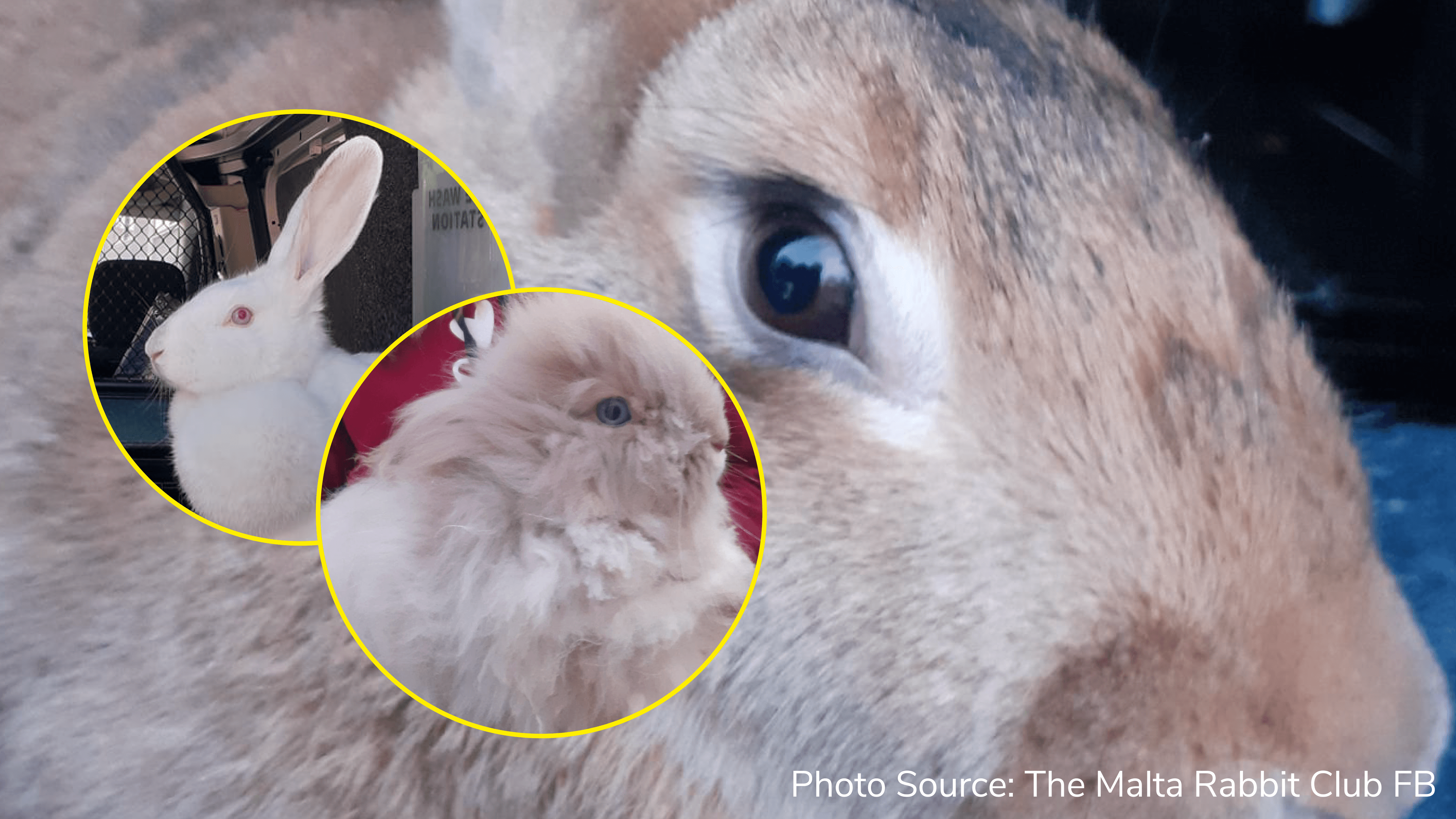 Malta Rabbit Club saves three rabbits within first few days of 2021