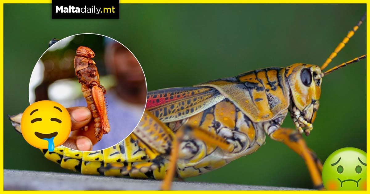 Eating grasshoppers is now approved by the European Commission