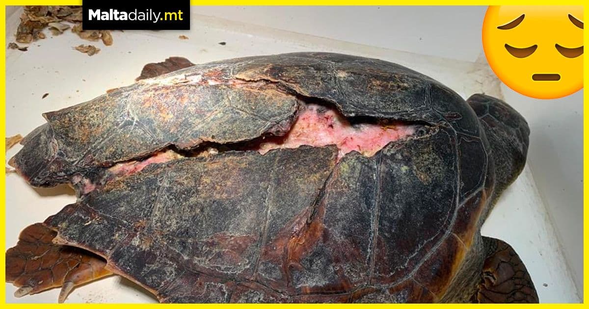 Turtle receives first operation after severely injured by propeller