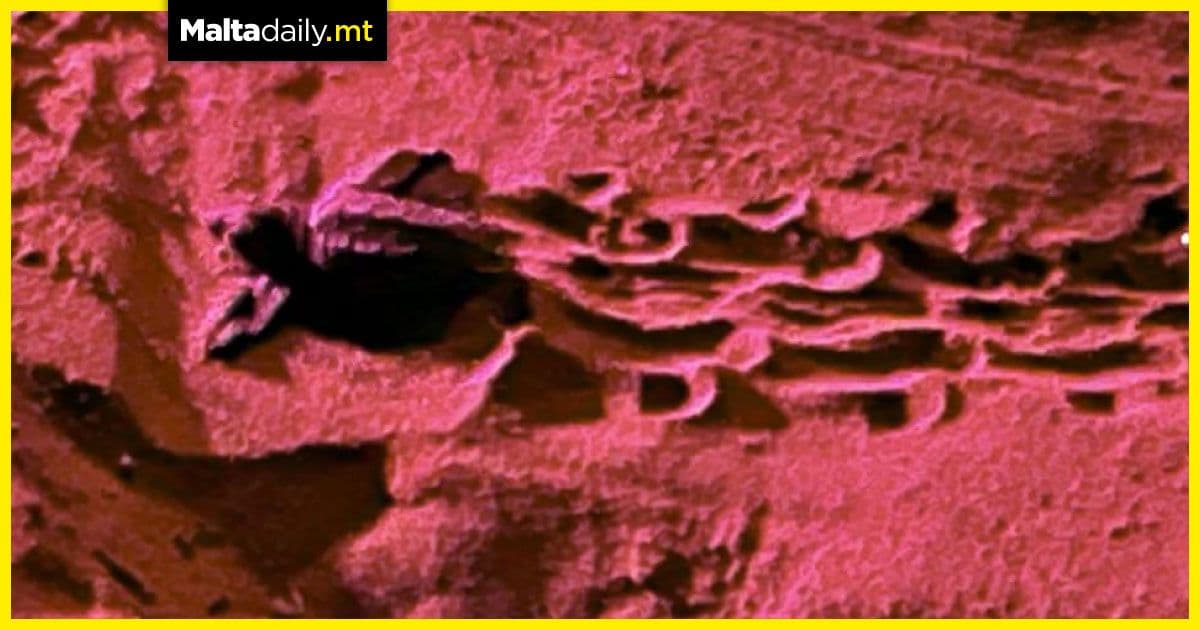 22 turtle hatchlings discovered at Ramla l-Ħamra