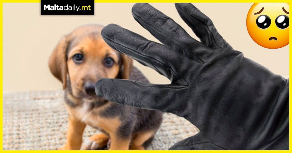 England to make pet abduction new criminal offence as cases increase