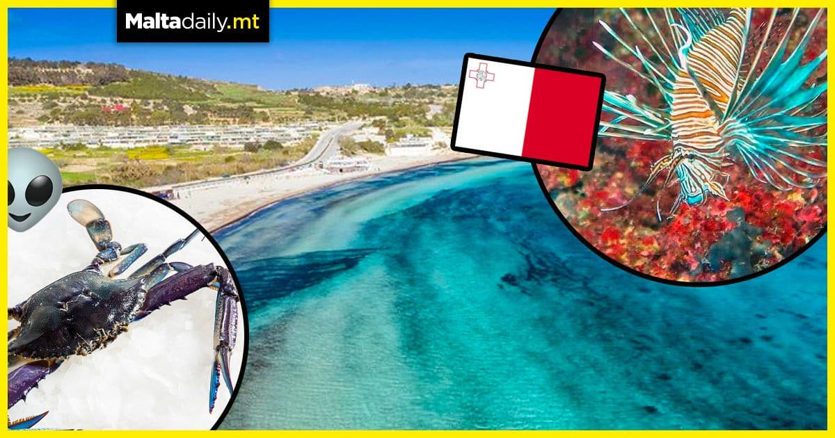 Alien sea creatures invading Mediterranean due to climate change